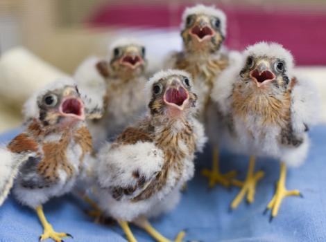 American-Kestrels-baby-raptors-rehabilitation-5977.jpg