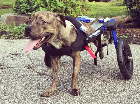 Dog-spinal-problems-Angel-wheelchair.jpg