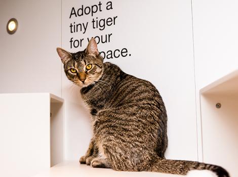 Cat-adoption-Archie-9608SAx.jpg
