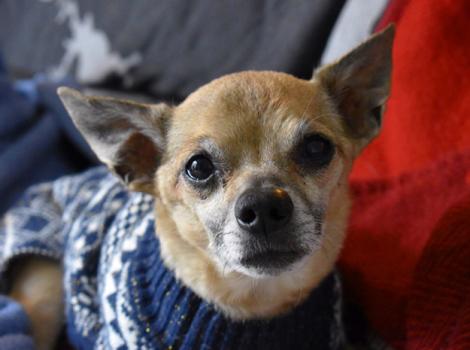 Senior-Chihuahua-adoption-Griff-3.jpg
