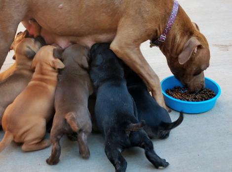 Dog-puppy-adoption-Frannie-Courtesy-of-Marnie-Anderson-2.jpg