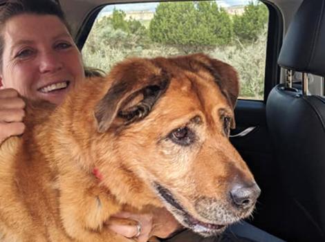 Elderly-dog-adoption-Spartacus-in-car.jpg