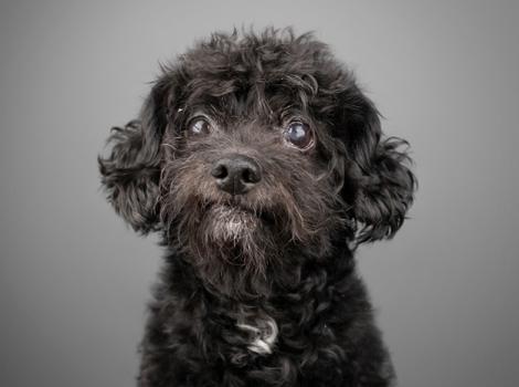 Senior-poodle-adoption-Luigi-Courtesyof-AGoldPhoto-Pet-Photography.jpg