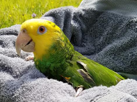 Yellow-Headed-Amazon-Parrot-adoption-Buttercup-6-CourtesyDeborahArndell.jpg