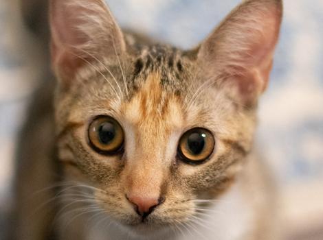 Cat-adoption-Lemon-5-Samantha-Bell.jpg