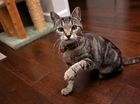 Senior-cat-adoption-Akiri_LF_4554.jpg
