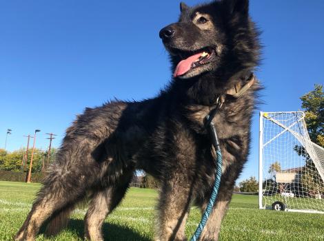 Sasha the dog at a soccer field with a blue sky behind her
