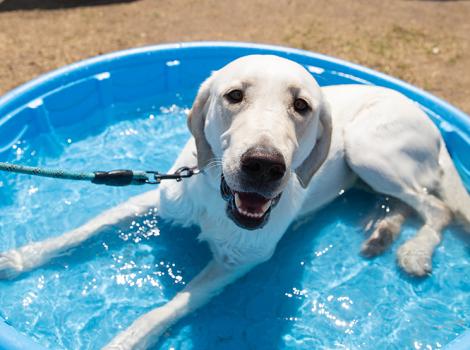 Leashed white dog lying in a blue kiddie pool