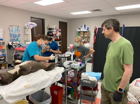 A dog being spayed or neutered in Houston