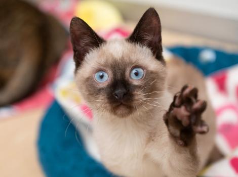 Llama the Siamese kitten with blue eyes and paw up in the air