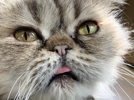 Close-up of the face of Maisie the cat, with tiny bit of tongue sticking out