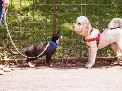 Black and white kitten Candycane walking on a leash nose-to-nose with a small white dog also walking on a leash